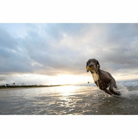 Waboba Pet Fetch Ball